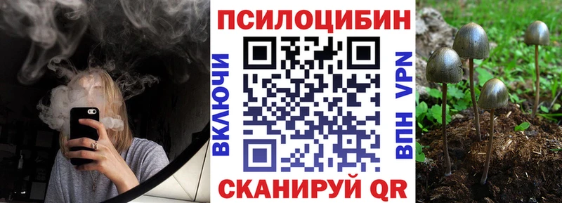 Купить  Шацк  Псилоцибиновые грибы Psilocybine cubensis 